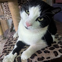 adopt a pet