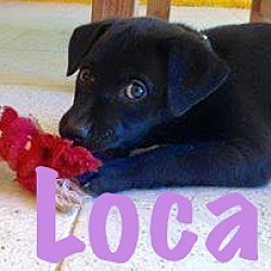 Thumbnail photo of Loca #1