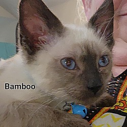 Thumbnail photo of Bamboo #3