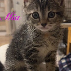 Thumbnail photo of Mia #4