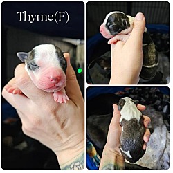 Thumbnail photo of Thyme #1