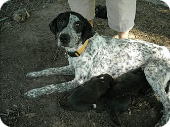 dalmatian blue tick hound mix