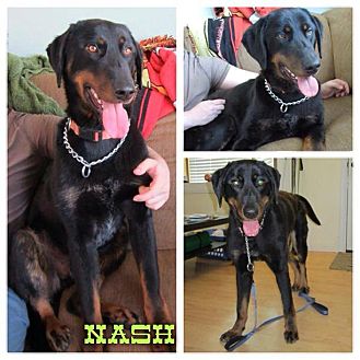 irish setter doberman mix