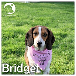 Thumbnail photo of Bridget #1