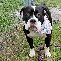 Umatilla, FL - Bulldog. Meet Snooki a Pet for Adoption.