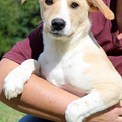 Thumbnail photo of Indy~adopted! #3
