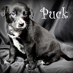 Thumbnail photo of Puck~adopted! #3
