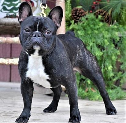 Sussex, NJ - French Bulldog. Meet FRANKIE a Pet for Adoption ...