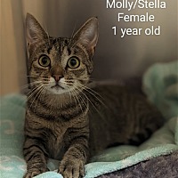 Photo of Molly/Stella - DSH - 1 year old(PLEASE READ BIO)
