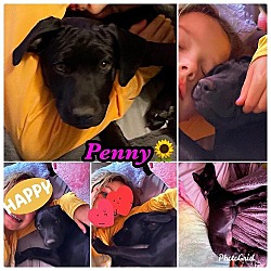 Thumbnail photo of Penny #2