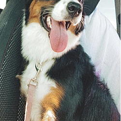 Photo of Luna