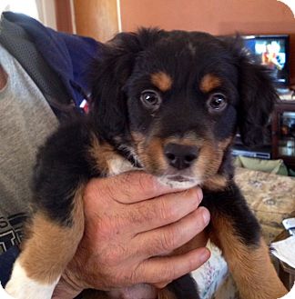 spaniel mix dogs for adoption