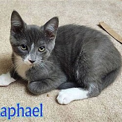 Photo of RAPHAEL -  Artist Collection kittens