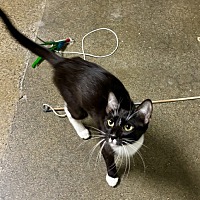 adopt a pet