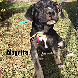 Thumbnail photo of Negrita #1