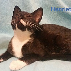 Thumbnail photo of Henrietta #2