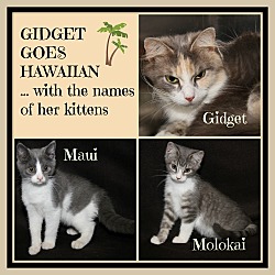Thumbnail photo of Gidget +Kittens Maui & Molokai #1