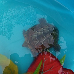 Thumbnail photo of Reeve's Turtle:o) #4