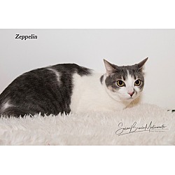 Photo of Zeppelin*Lap Cat**