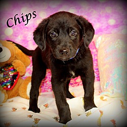 Thumbnail photo of Chips~adopted! #3