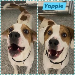 Photo of YAPPIE
