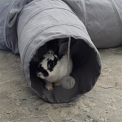 Thumbnail photo of Lola 2 RABBIT #4