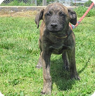 Linden Tn Mountain Cur Meet Flower A Pet For Adoption - 