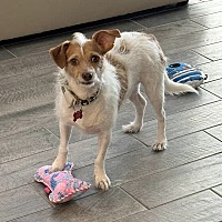 adopt a pet