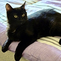 adopt-pet