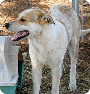 cattle dog great pyrenees mix
