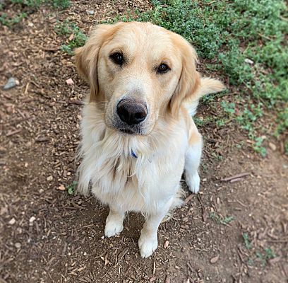 Fort Collins, CO - Golden Retriever. Meet Bagheera a Pet for Adoption ...