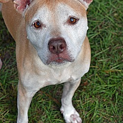 Hernando County Animal Control - petfinder