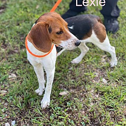 Thumbnail photo of LEXIE #3