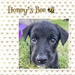Photo of Honeys Bee
