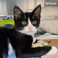 Photo of Wilson