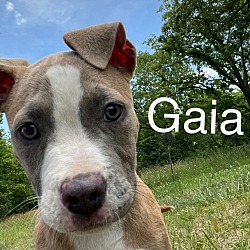 Photo of Gaia