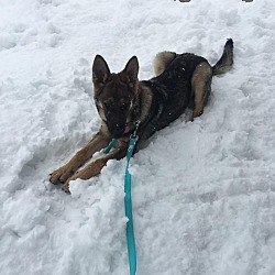 Photo of Koda