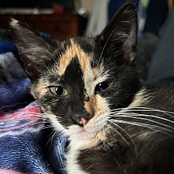Thumbnail photo of Muffin (calico) #2