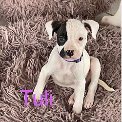 Photo of Tuli (Cow Puppies 2024)