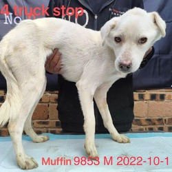 Thumbnail photo of Muffin 9853 #2