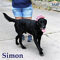 Thumbnail photo of Simon #3