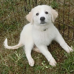 Thumbnail photo of Sadie~adopted! #1