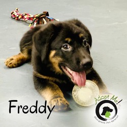 Thumbnail photo of Freddy #1