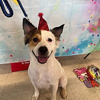 adopt a pet