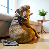 adopt a pet