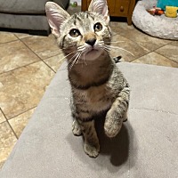 adopt-pet