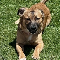 BIG NATE - Terrier (Unknown Type, Medium) / Shepherd (Unknown Type) available for adoption