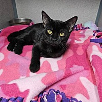 LOTUS (BONDED WITH WISTERIA) - Domestic Shorthair available for adoption