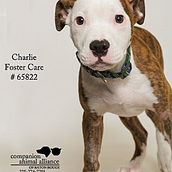 Thumbnail photo of Charlie (Foster) #3