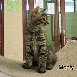 Thumbnail photo of Monty #3